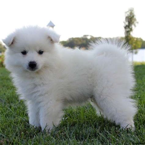 American eskimo puppies for sale craigslist - Child-friendliness. Puppies.com will help you find your perfect American Eskimo puppy for sale. We've connected loving homes to reputable breeders since 2003 and we want to …
